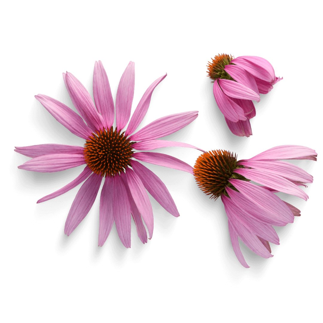 Echinacea wird häufig zur Behandlung von Erkältungen und Grippe eingesetzt 