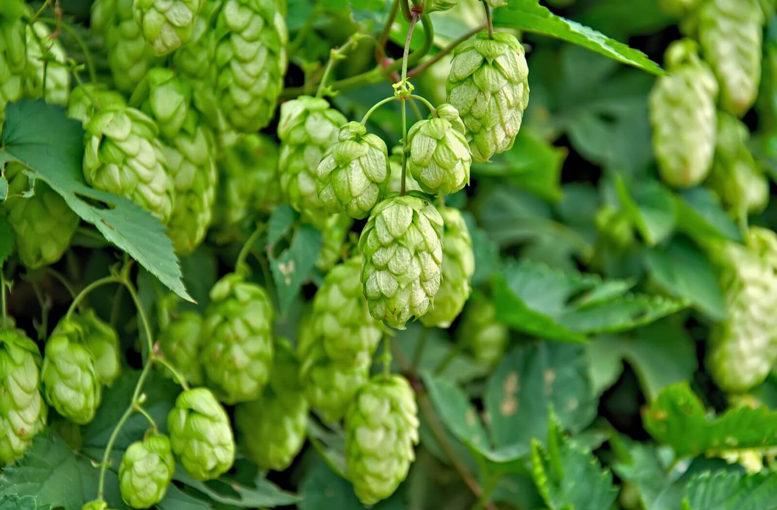 Hopfen mit beruhigender Wirkung durch Lupulon und Humulon