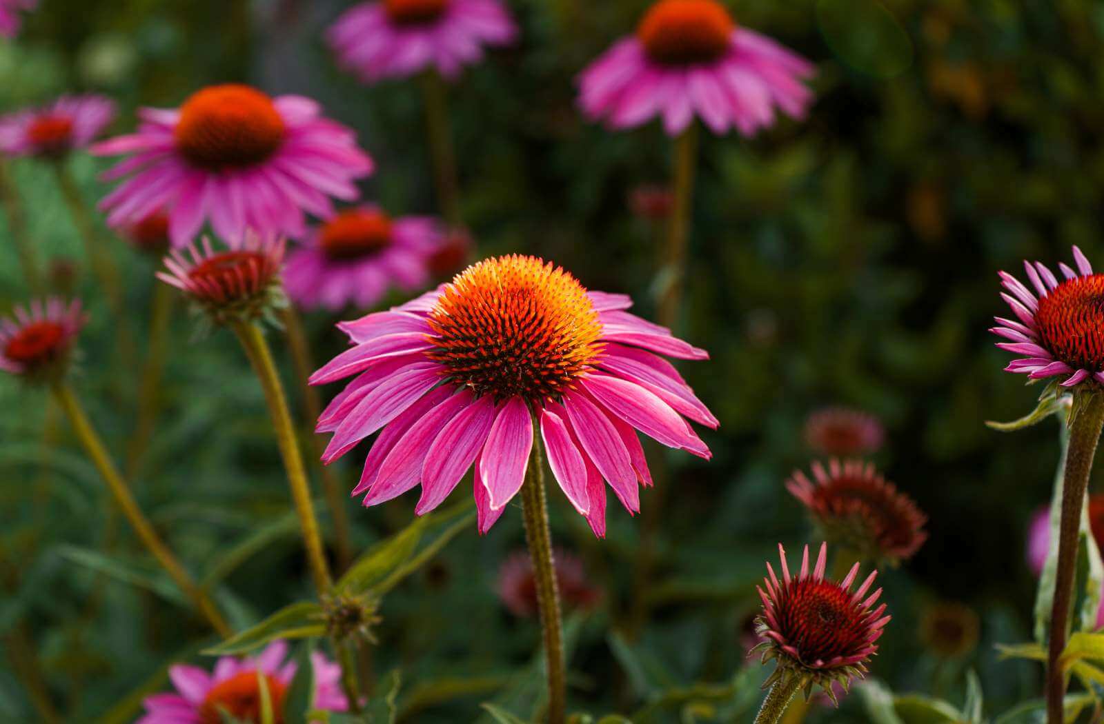 Echinacea zur Bekämpfung von Infektionen und Immunstärkend für Kinder