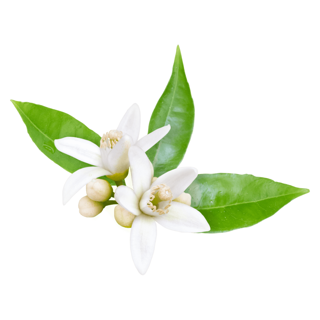 Orangenblüte 