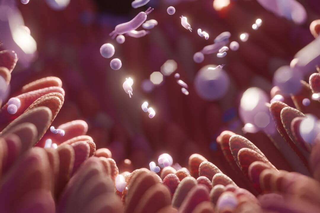 Probiotika für die Darmflora und das Immunsystem von Kindern