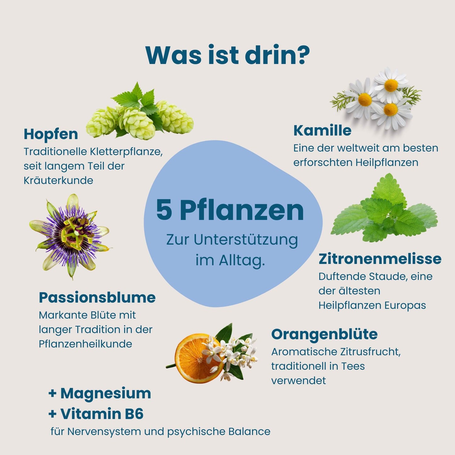 Übersicht der fünf Pflanzenextrakte in Chilly Milly, Hopfen, Kamille, Passionsblume, Zitronenmelisse, Orangenblüte, plus Magnesium und Vitamin B6