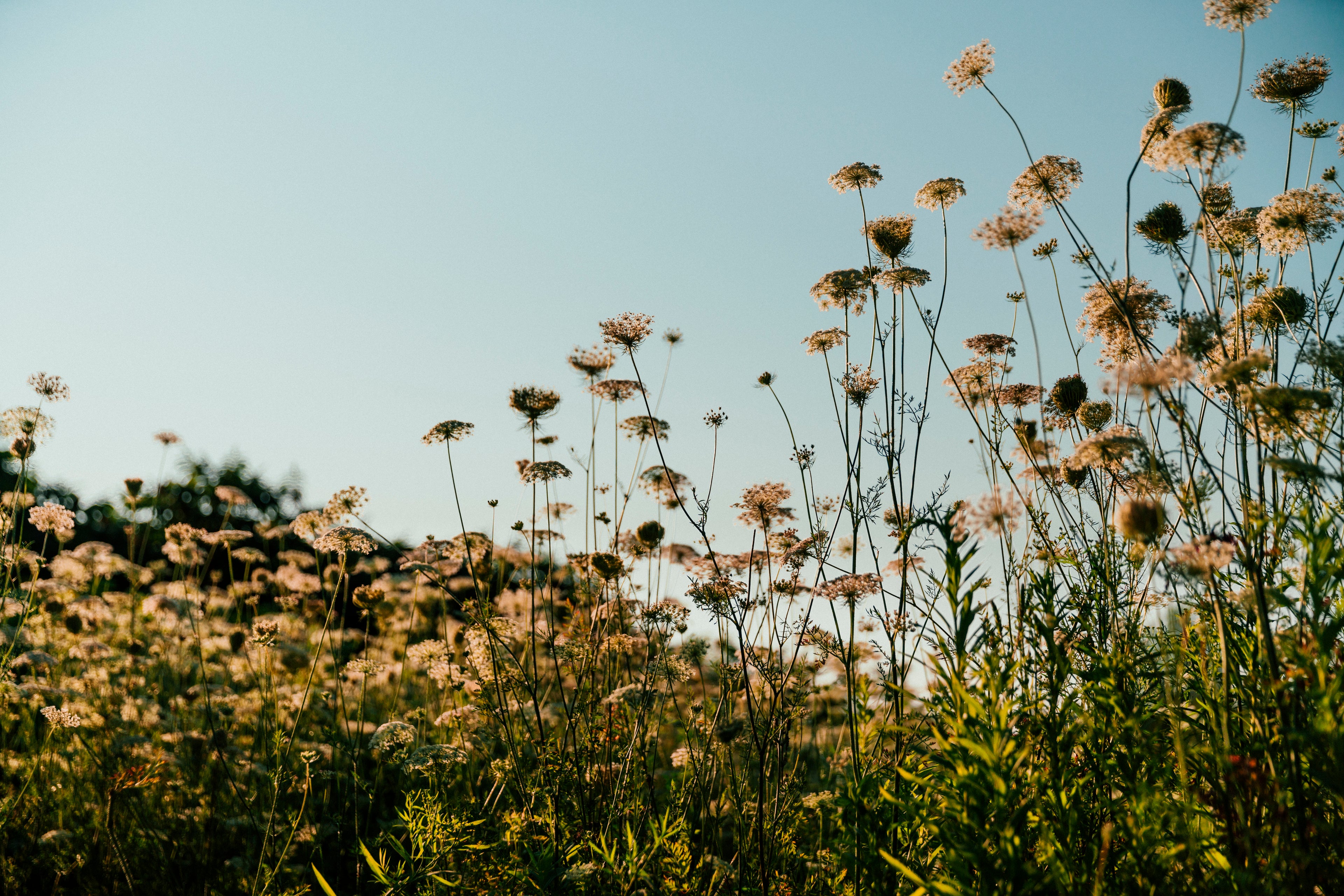 Feld für natürliche, pflanzliche Inhaltsstoffe